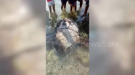 Rare Sunfish Washes Up On Beach In The Philippines