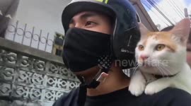 Brave Kitten Rides On Motorbiker's Shoulder