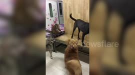 Monkey And Three Dogs Play Together In Myanmar