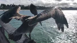 Up close and personal with a Pelican