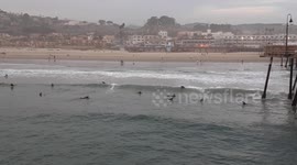 Surfing at Sunset Pismo Beach California