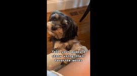 Puppy reacts to owner's story in latest TikTok trend
