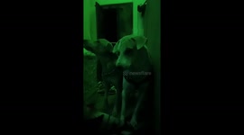 Funny moment catch on camera