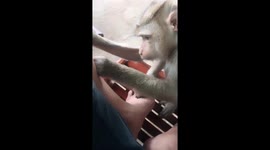 This monkey is fascinated by body hair