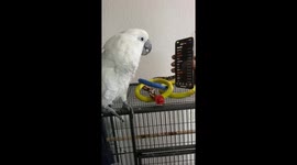 'I love you': Cockatoo expresses feelings for his grandparents over the phone