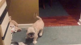 Yogi the Dog Treat Time SloMotion Spinout