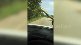 Terrifying moment huge snake appears on driver's car windscreen