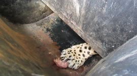 Rescued jaguar gets fed through feeder