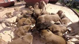 Hungry monkeys fight over lunchbox packed with slices of bread