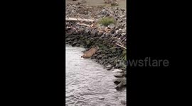 Wild deer spotted on Hoboken Waterfront in New Jersey