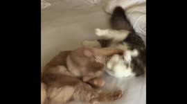 Daily battle of cats