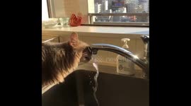 Cat drink water