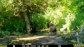 bear mom and cub run up a log