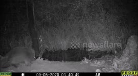 Porcupine gets a drink