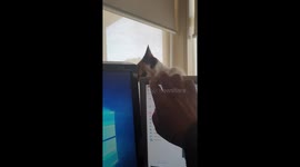 Cat doesn't want owner to work on computer and just wants to play