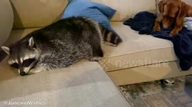 Rescued racoon finds forever home with US couple and becomes friends with pet dog
