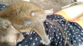 Baby monkey wants some cuddles