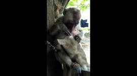 Mother and baby mokey cute grooming session