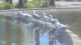 Birds playing