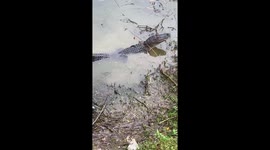 US man films brutal scene as alligator bites fish in two and turtle makes off with the remains