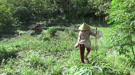 Long-tailed monkeys destroy agricultural land in rural Indonesia