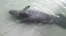 Orphaned Amazonian Manatee playing