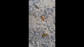 Ants cooperation