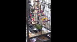 Baby Green Quaker taking Bath first time