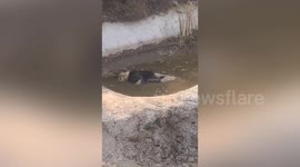 Lion's carcass spotted by tourist after it drowns in Chinese zoo enclosure