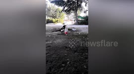 Smart magpie drops stones into bottle to make water level rise so it can drink