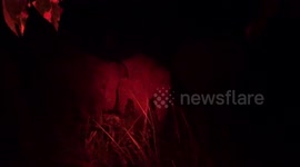 Elephants stroll their way onto roads in Sri Lanka