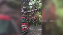 Tree blown onto a car as Typhoon Vamco batters Philippines