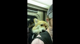This adorable corgi loves riding around with her dad in his backpack