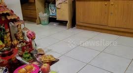 Pet python rides cleaning robot across the kitchen floor