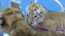 Extremely rare golden tiger quadruplets born in Chinese zoo