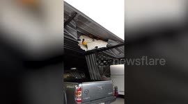 Ravenous pet parrots destroy garage roof in Thailand