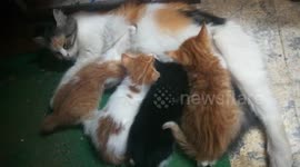 Mummy Cat Adore Breastfeeding Under Computer Table