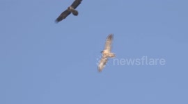 Two  young bearded vultures in flight
