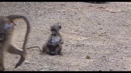 Baboon playing with beer bottle causes an alcohol induced Pub Brawl