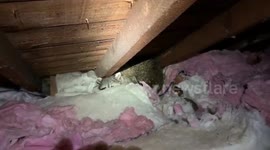 Canadian rescue service find family of raccoons living in the roof of Toronto home