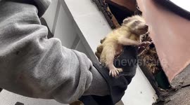 Group of baby raccoons rescued from inside roof in Toronto and reunited with mother
