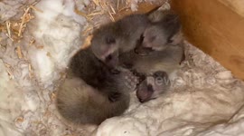 Raccoon babies find surrogate family after their mother rejected them in Canada