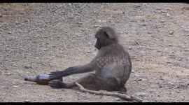 Baboon doing Yoga with a beer bottle