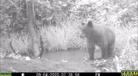 Bear in Low Light