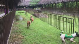 The bad dog cheats in a race