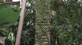 More than 30 types of banana displayed at food show in Thailand
