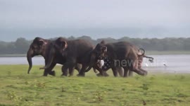 Scared elephants running to jungle in Sri Lanka