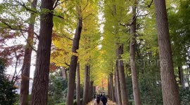 Autumn Beauty Of A Japanese Garden: Otaguro Park, Tokyo Japan
