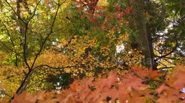 Autumn Beauty Of A Japanese Garden: Otaguro Park, Tokyo Japan