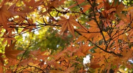 Autumn Beauty Of A Japanese Garden: Otaguro Park, Tokyo Japan